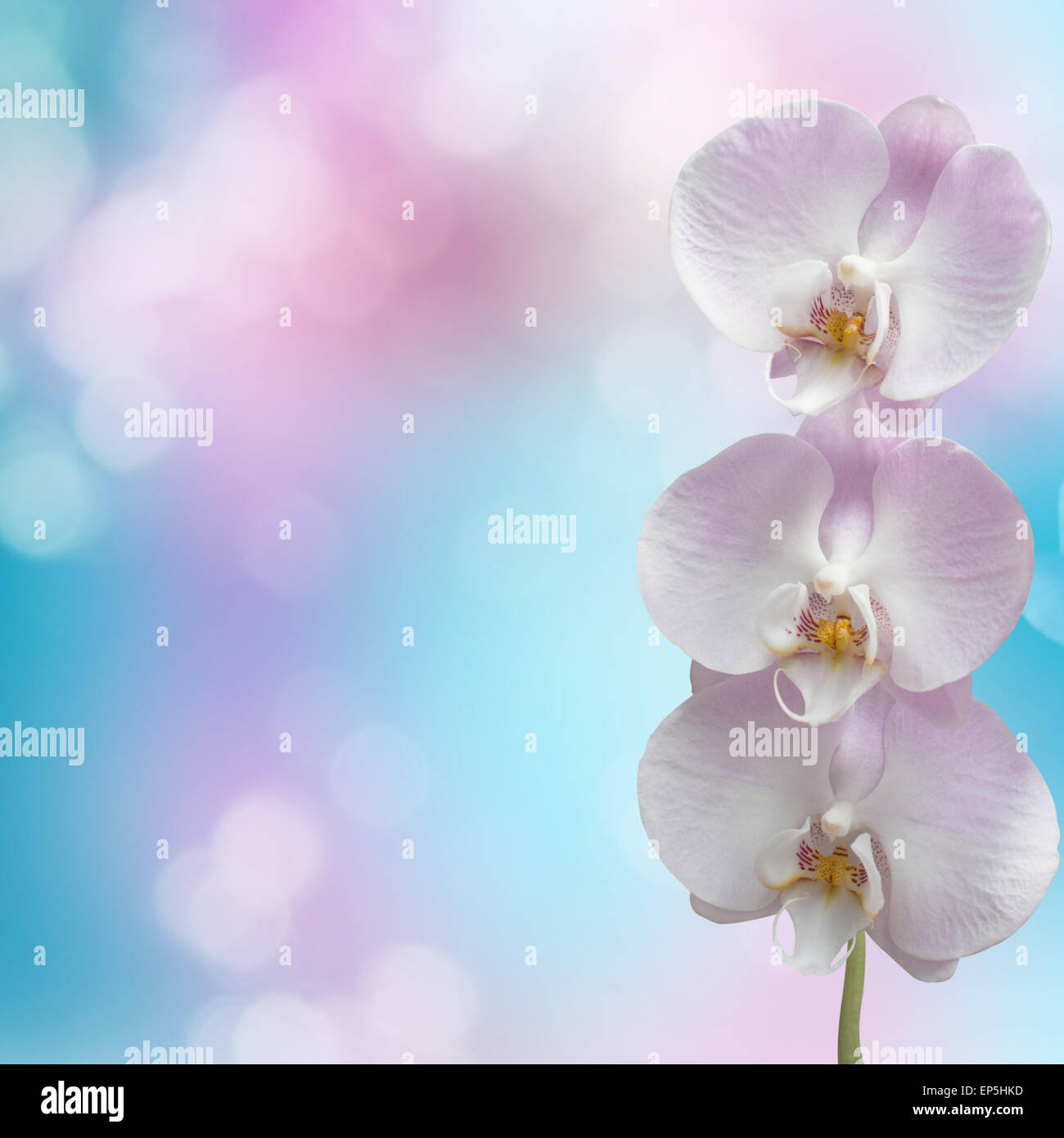 Beautiful pink orchid branch on an abstract background of a delicate ...