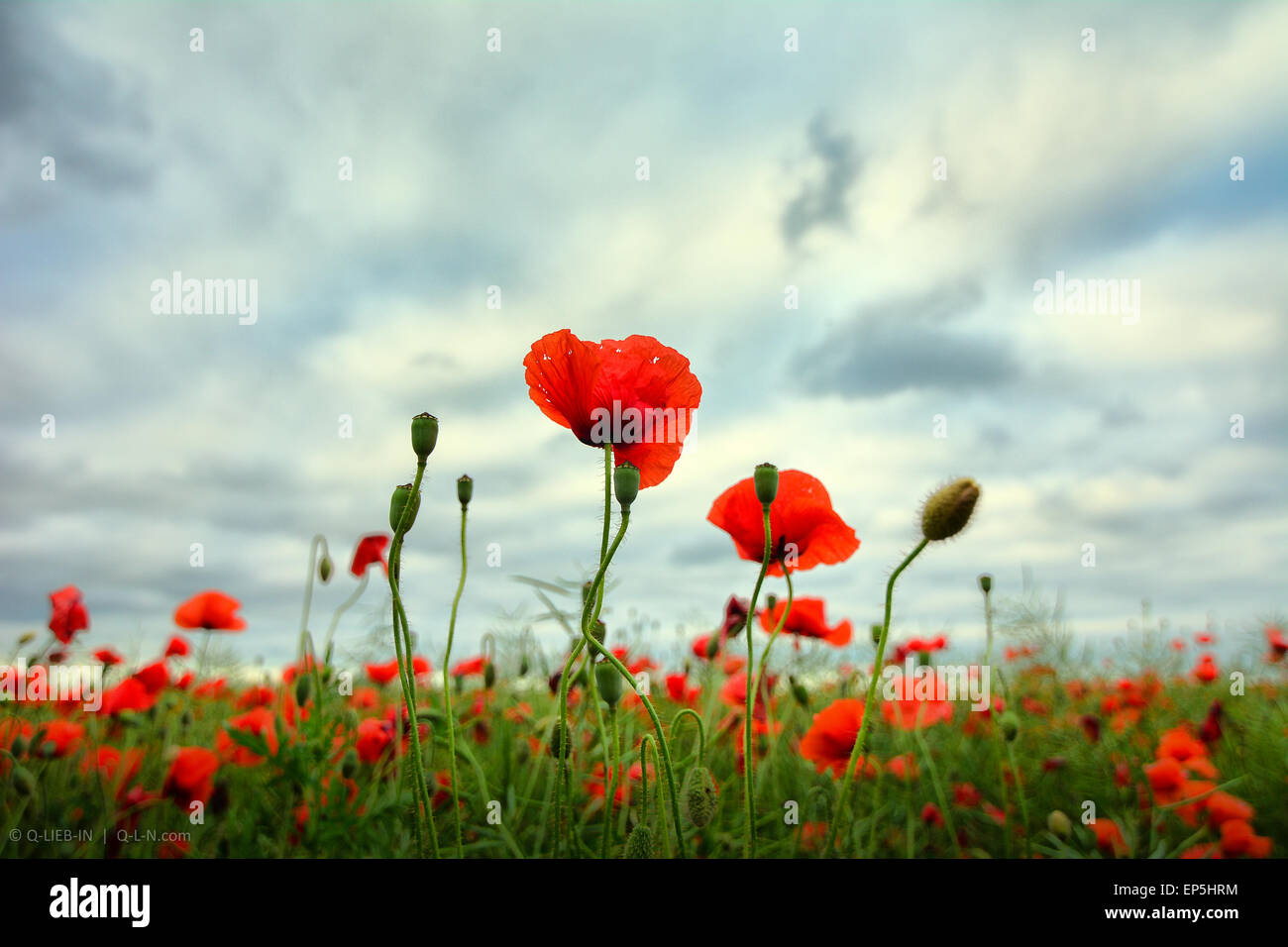 Red poppies close up on stormy skyes background field Stock Photo - Alamy