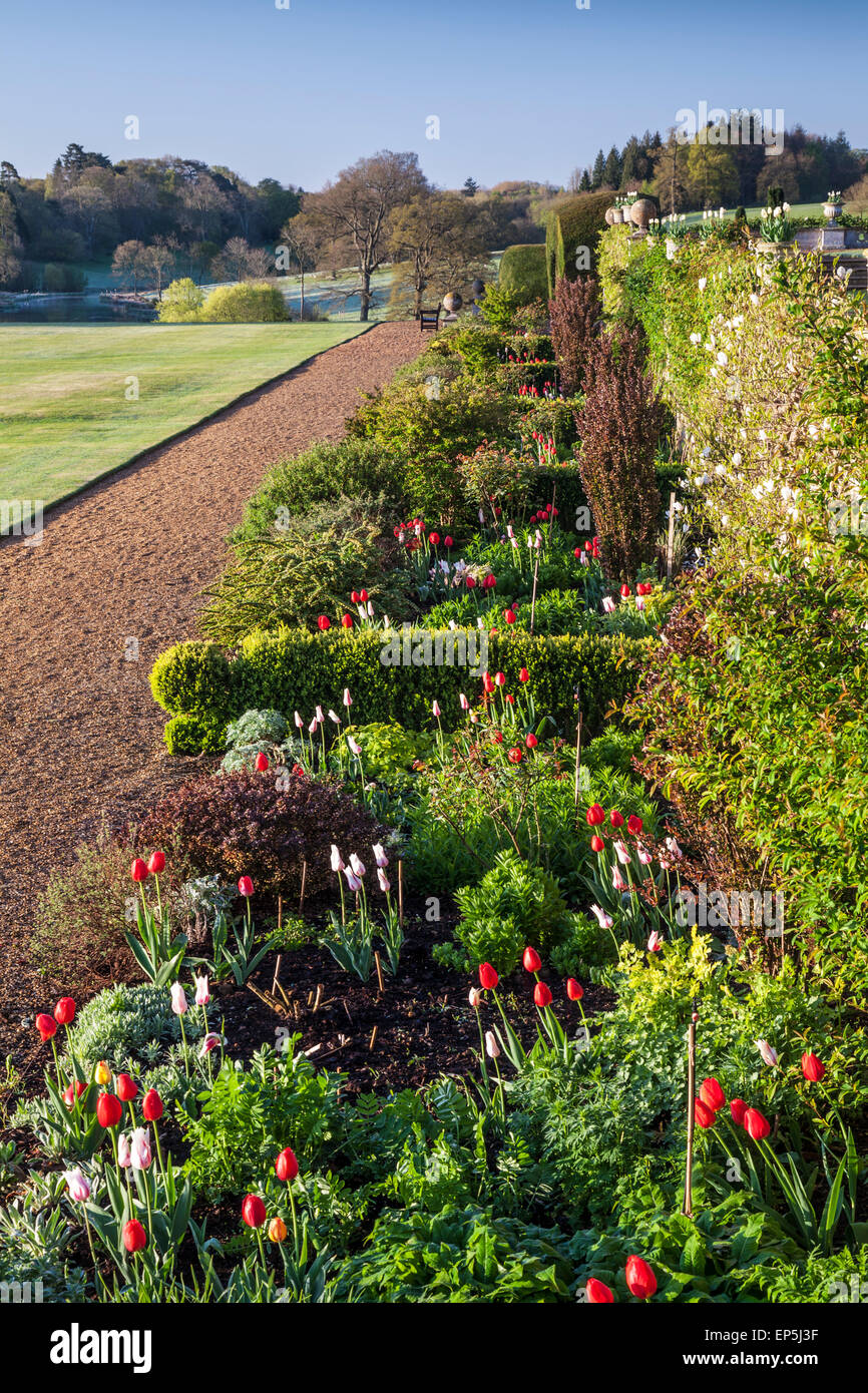 Tulips in the herbaceous border beneath the terrace at Bowood House in Wiltshire. Stock Photo
