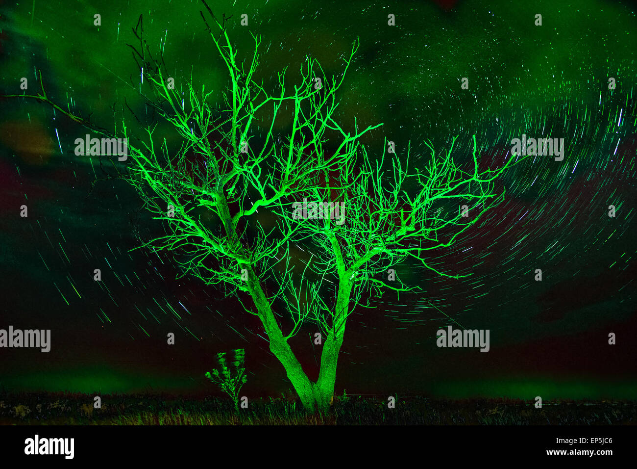 Light green tree hi-res stock photography and images - Alamy