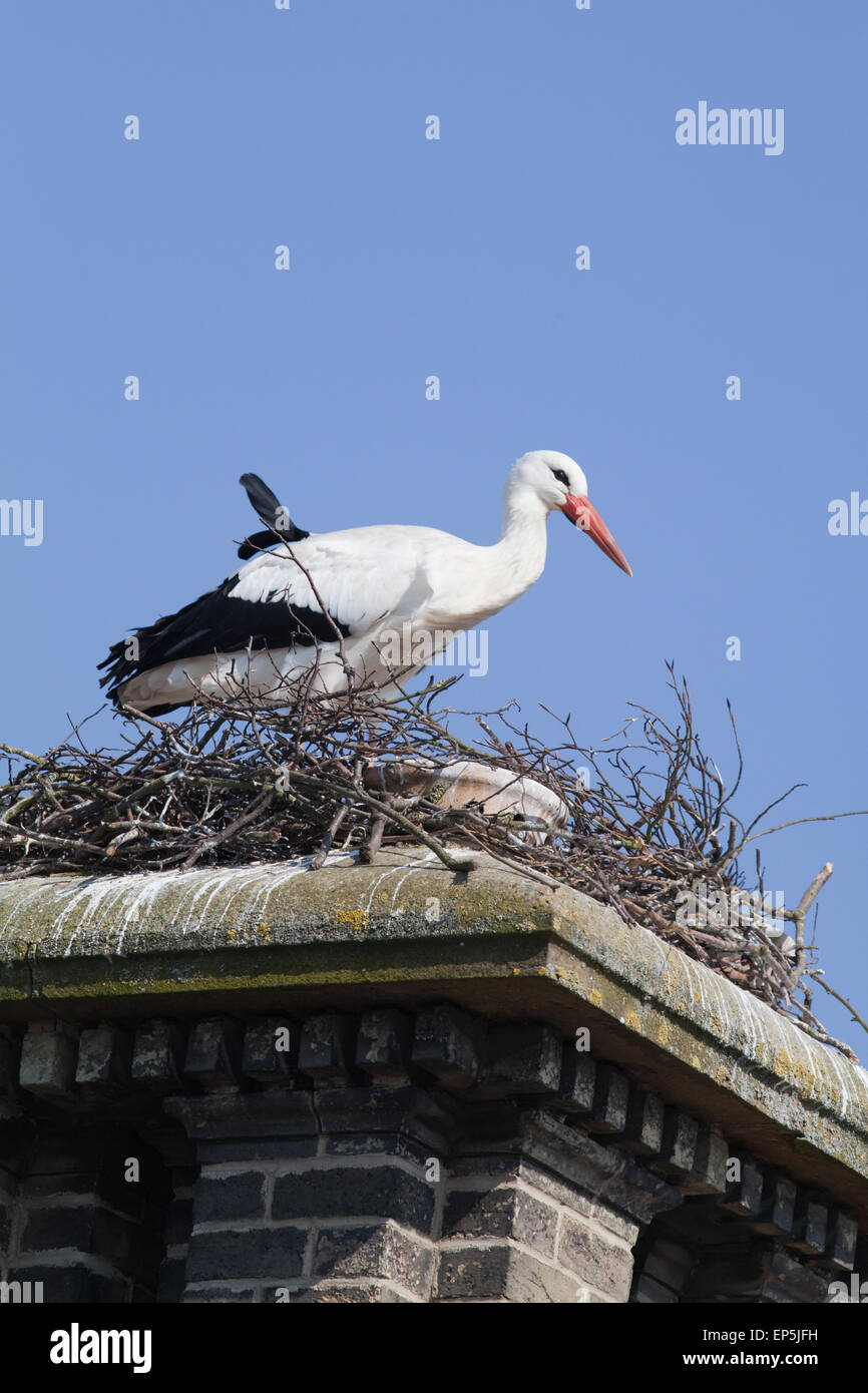 Thrigby hall wildlife gardens hires stock photography and images Alamy