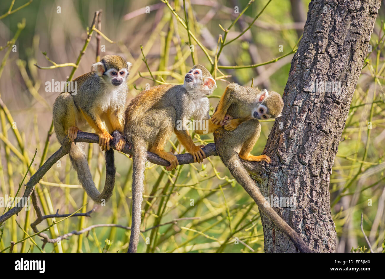 Three common squirrel monkeys (Saimiri sciureus) playing on a tree branch Stock Photo