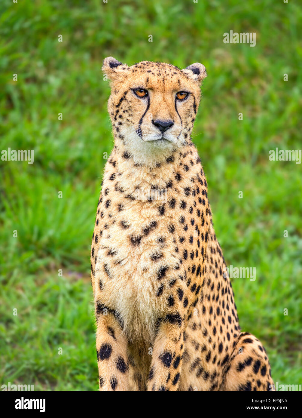 Portrait of cheetah (Acinonyx jubatus) Stock Photo