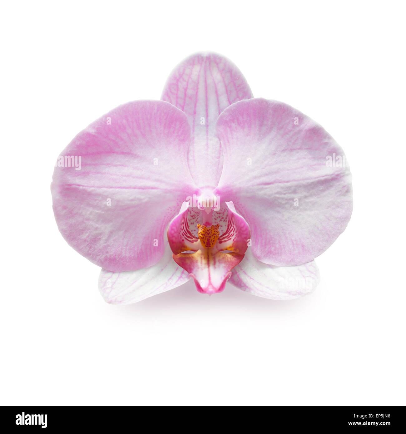 Beautiful pink orchid branch isolated on white background Stock Photo ...