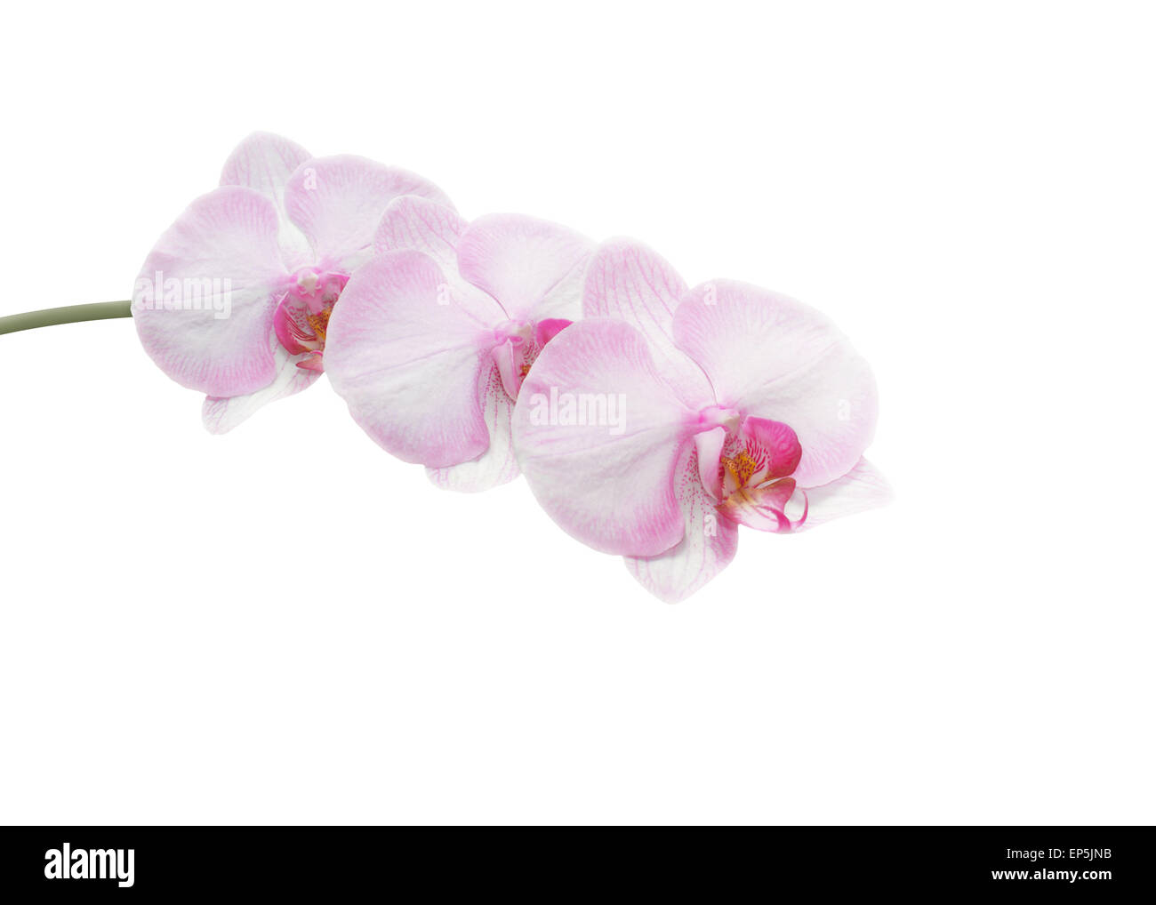 Beautiful pink orchid branch isolated on white background Stock Photo ...