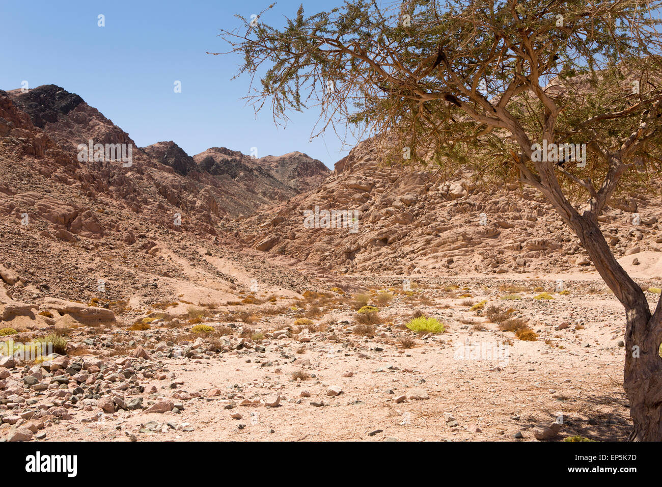 Egypt, Sinai, Sharm el Sheikh, Frankincense tree, Boswellia sacram