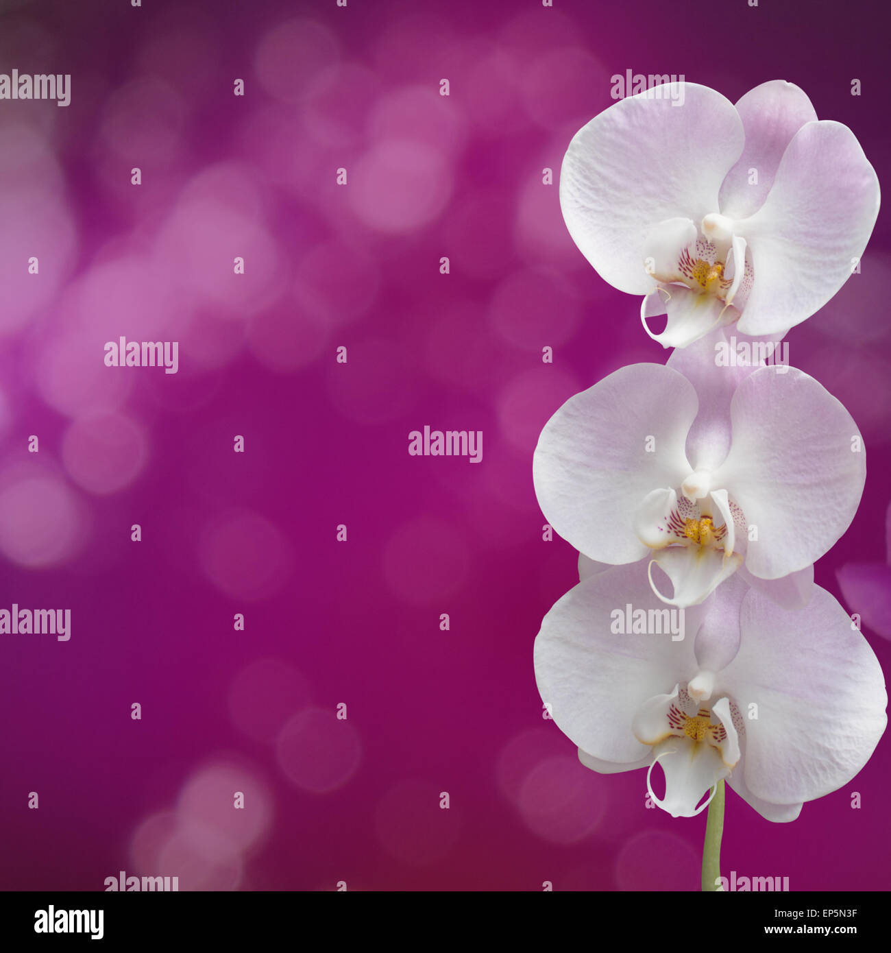 Beautiful pink orchid branch on an abstract background of a delicate