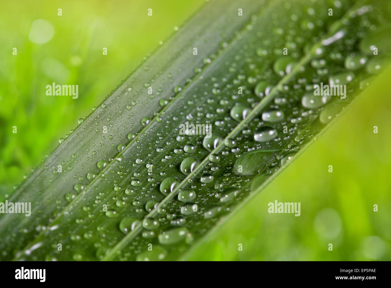 green leaf with water drops on natural sunny background Stock Photo - Alamy