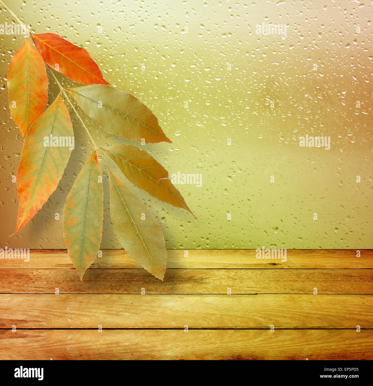 Dried autumn leaves lying on the background of the rainy window Stock Photo