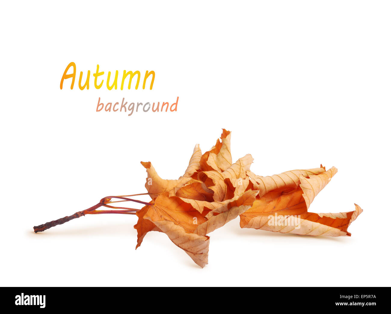 Dried autumn leaves isolated on white background Stock Photo - Alamy