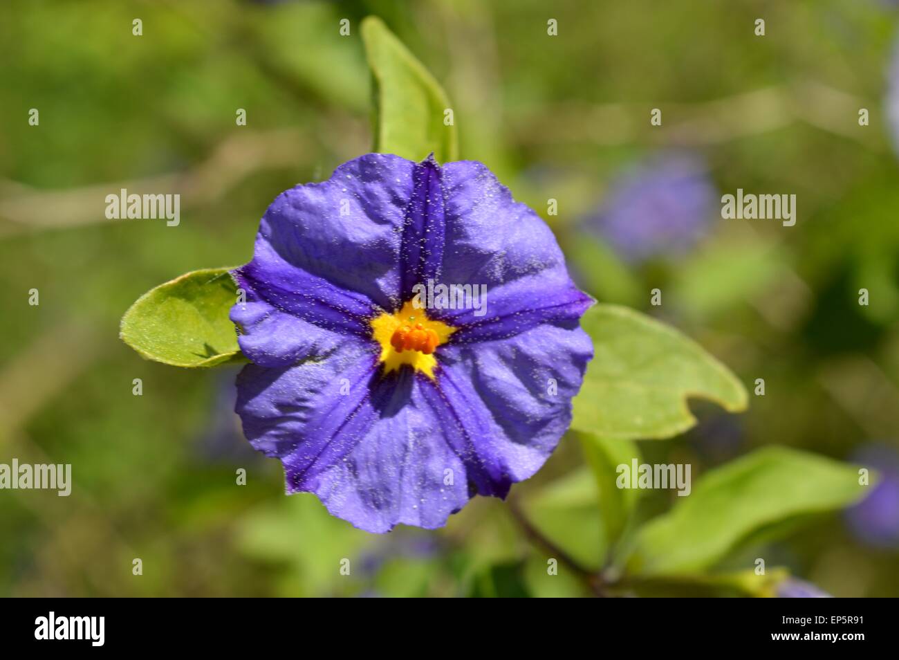 Blue and Yellow Flower Stock Photo Alamy