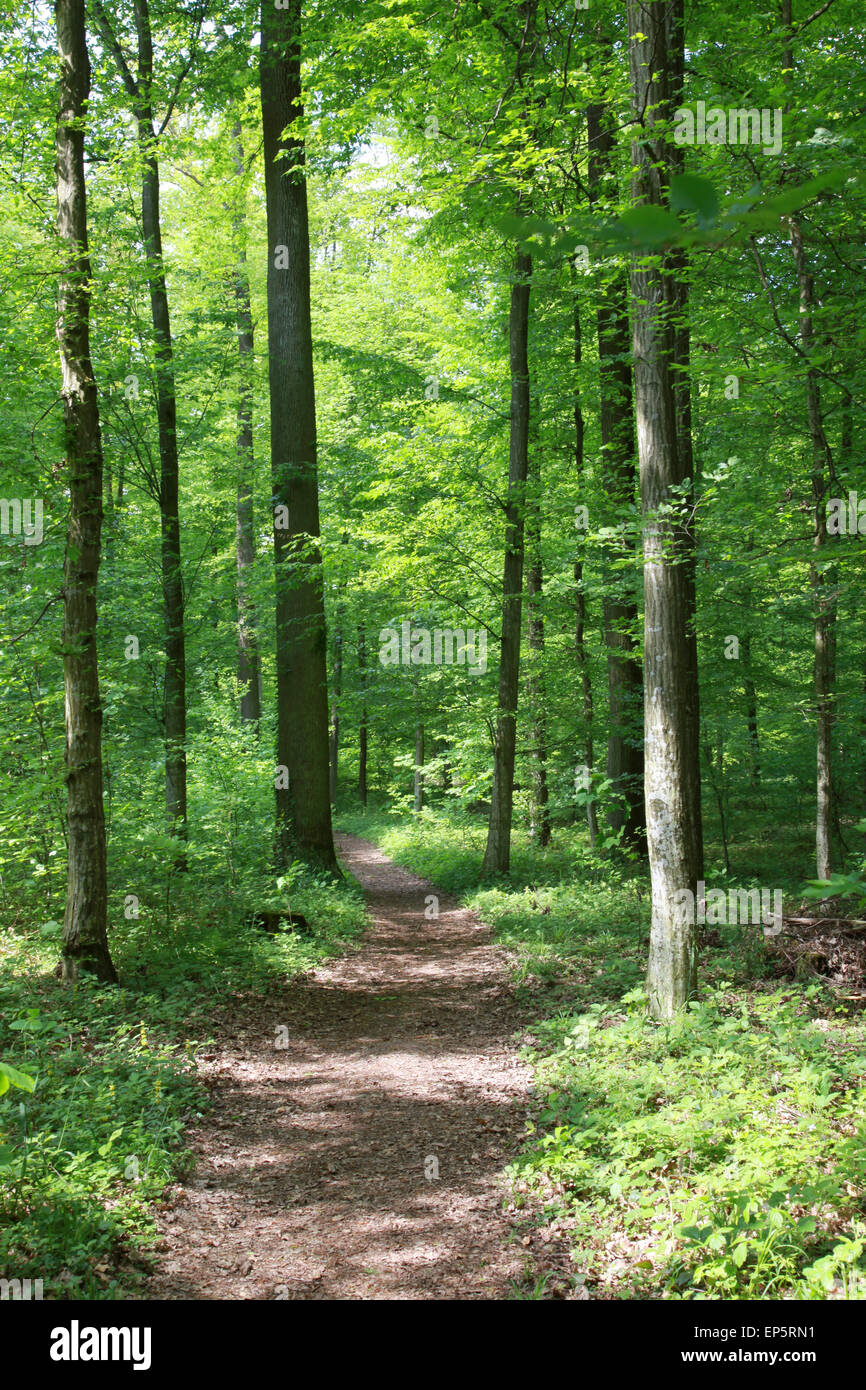 Pfad im Wald Stock Photo