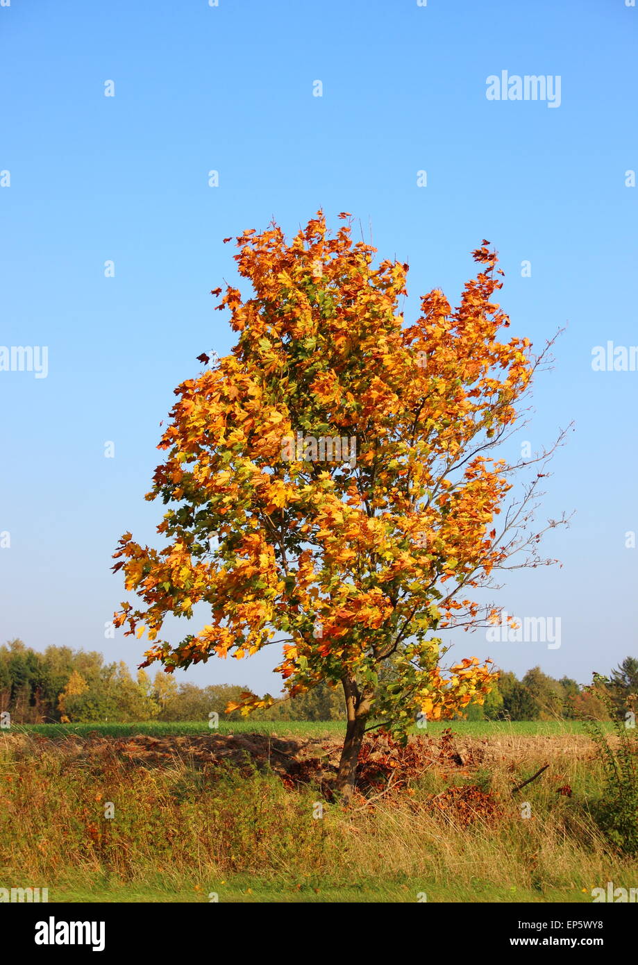 Single autumn tree on hill top with fresh color Stock Photo
