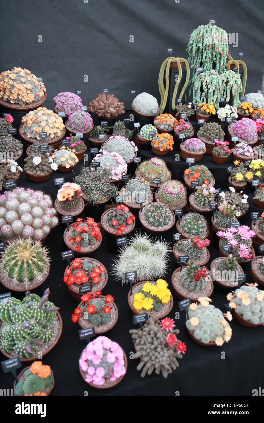 Cacti display on specialist plant stand in floral marquee at RHS ...