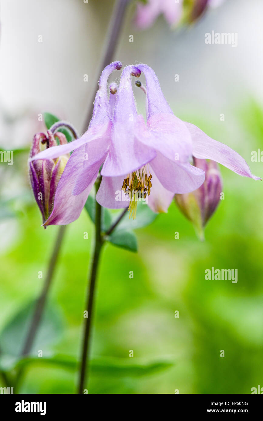 Aquilegia, Ranunculaceae, Austria, Lower Austria, Southern Lower Austria, Eggendorf Stock Photo