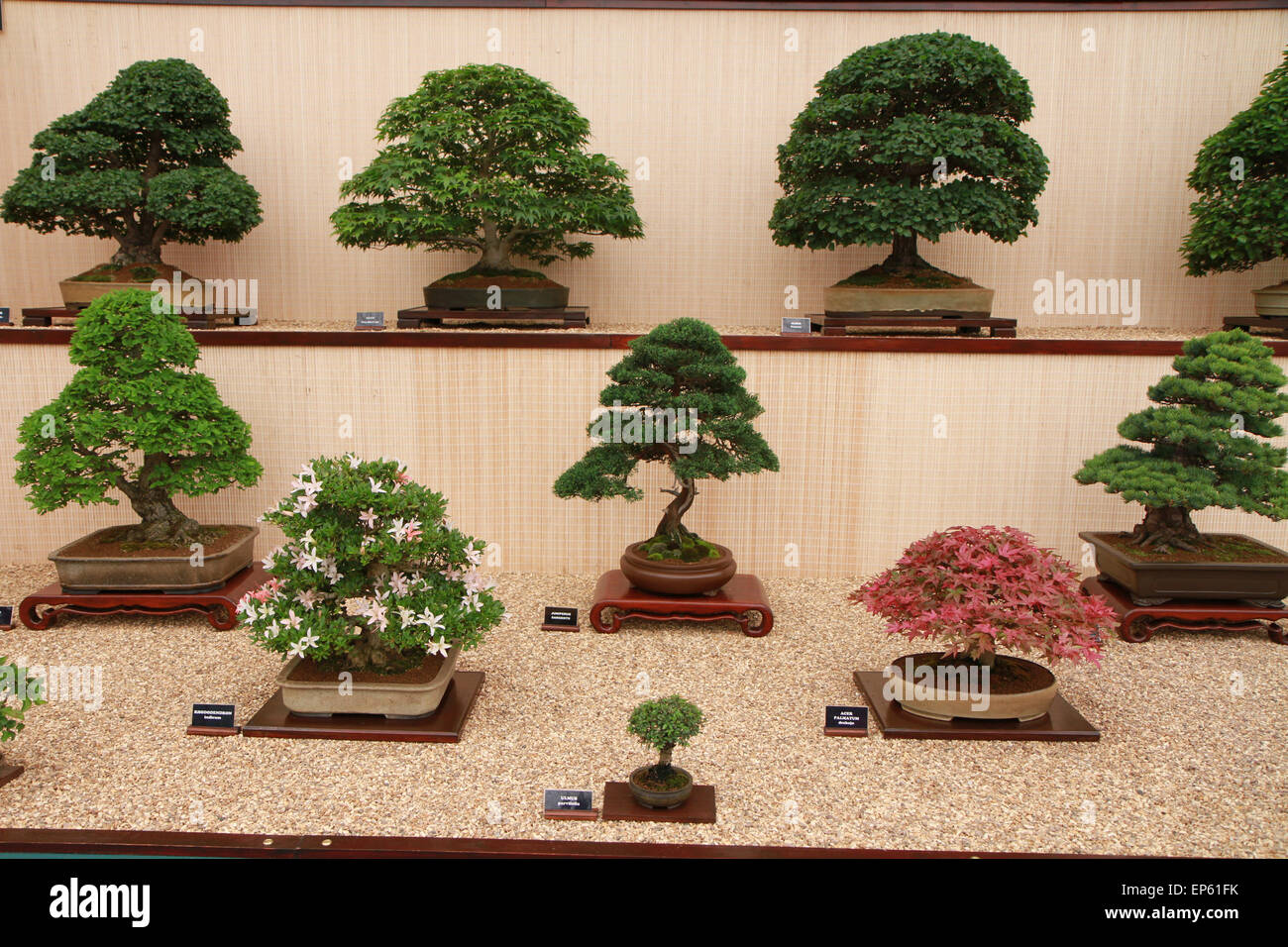 Realizzazione di alberi di bonsai. Accessori fatti a mano il filo e  scrissor bonsai, strumenti di bonsai, stand di bonsai - Immagine Foto stock  - Alamy