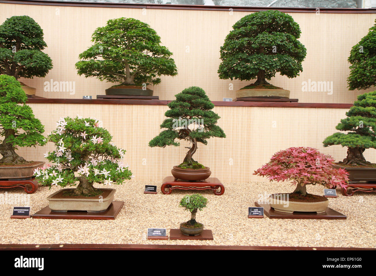 bonsai tree bonzai tree outdoor day vertical Stock Photo - Alamy