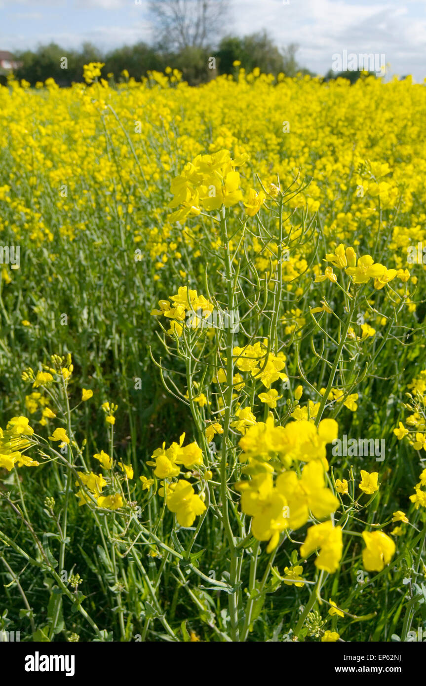 Rapeseed Brassica napus oil seed oilseed rape Brassicaceae cultivars canola bright yellow field