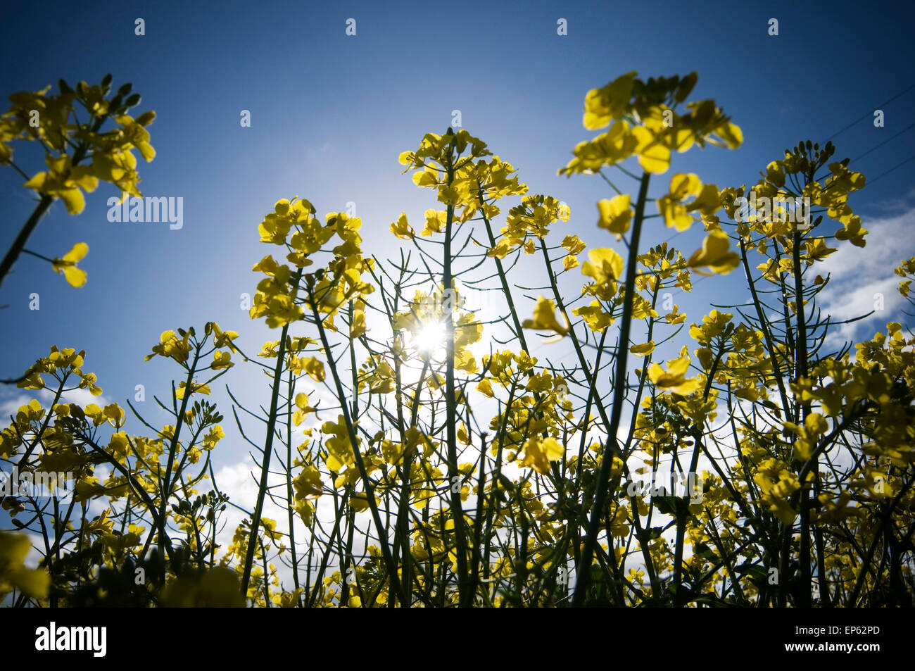 Rapeseed Brassica napus oil seed oilseed rape Brassicaceae cultivars ...