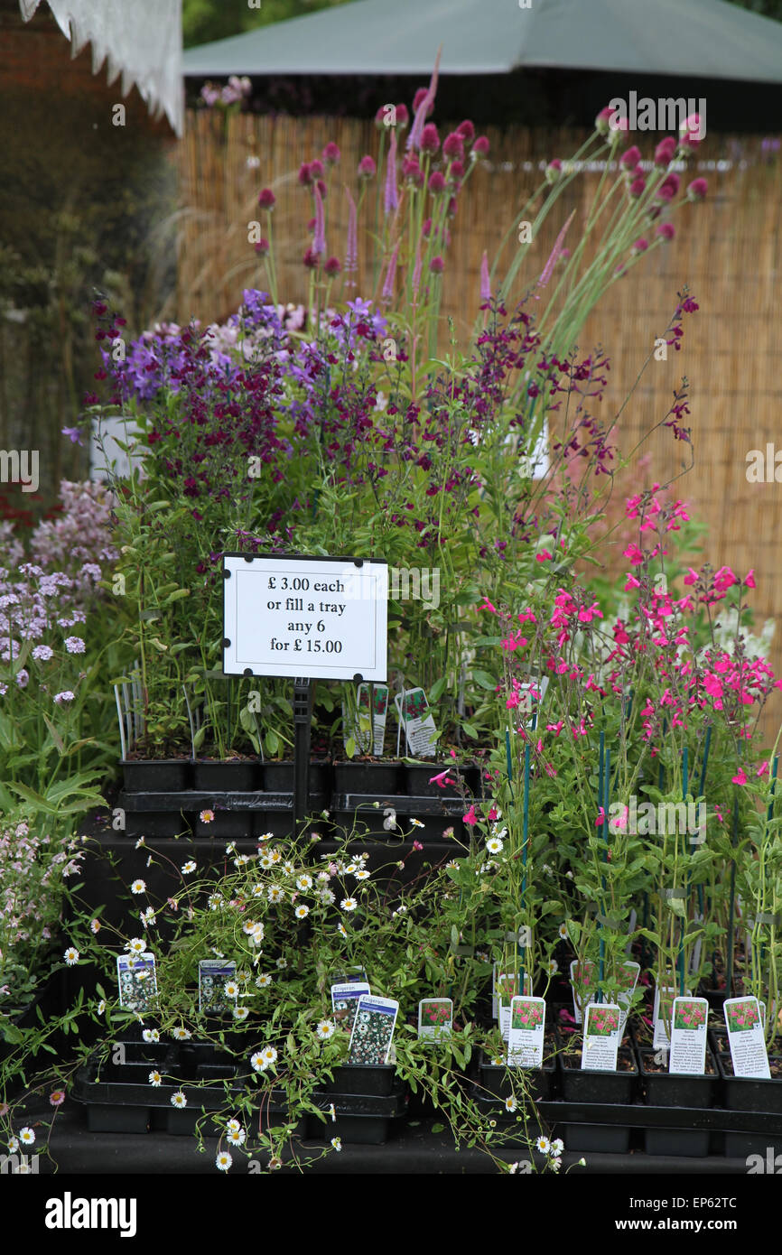 Penstemon plants for sale at nursery stand outdoors with labels and prices at RHS Hampton Court Flower Show, July 2014 Stock Photo