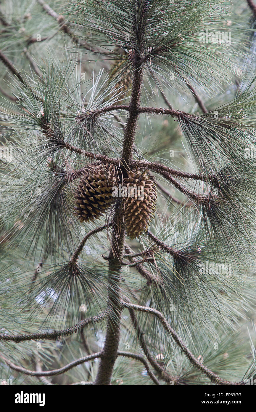 Pinus coulteri. Coulter pine tree and pine cone Stock Photo