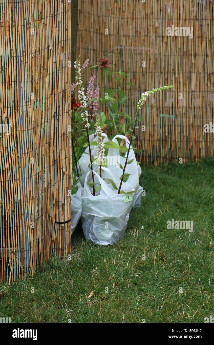 Plastic carrier shopping bags of plants and flowers in plant creche at RHS Hampton Court Flower Show, July 2014 Stock Photo
