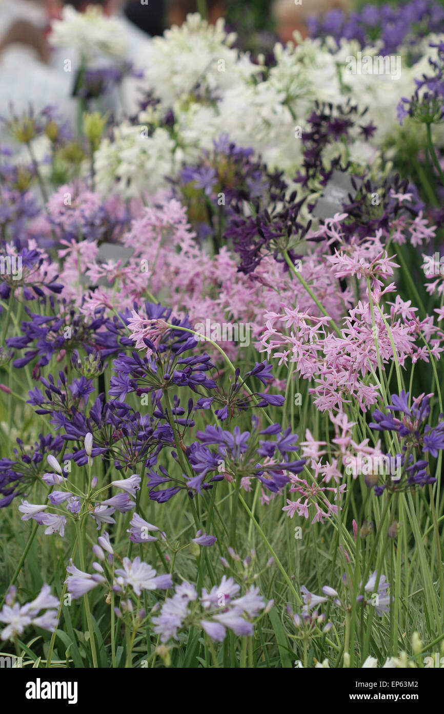 Display of bright agapanthus and Tulbaghia violacea on plant stand in floral marquee at RHS Hampton Court Flower Show, July 2014 Stock Photo