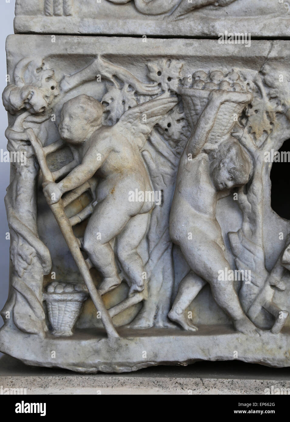Sarcophagus decorated with grape harvesting Cupids. Marble. 160 AD. Rome. National Roman Museum. Baths of Diocletian. Rome. Stock Photo