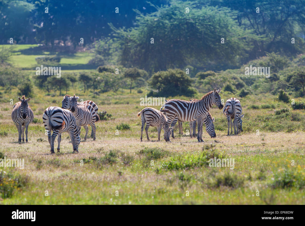 Group of gnu and zebras hi-res stock photography and images - Alamy