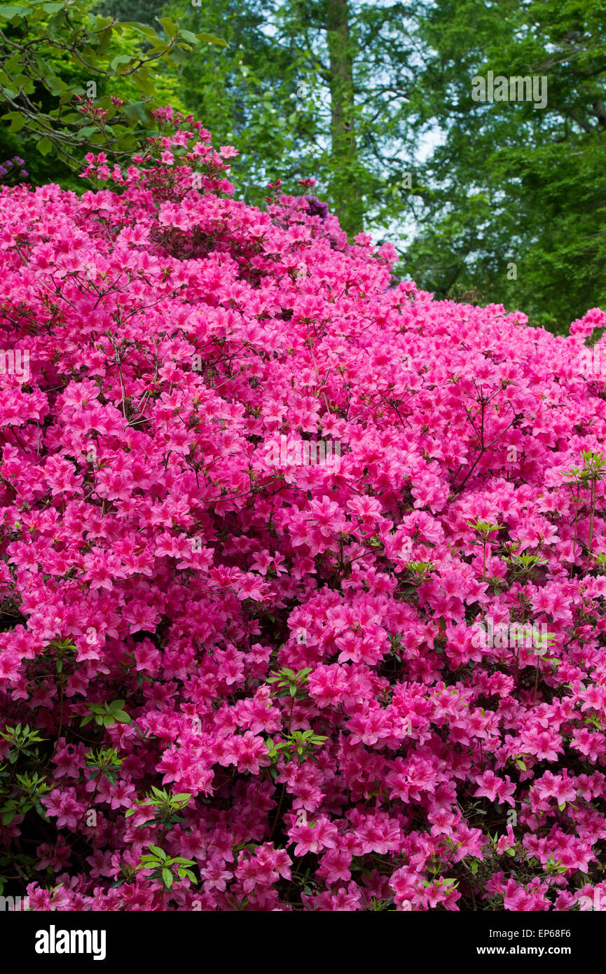 Pink Rhododendron flowering at RHS Wisley Gardens, Surrey, England Stock Photo