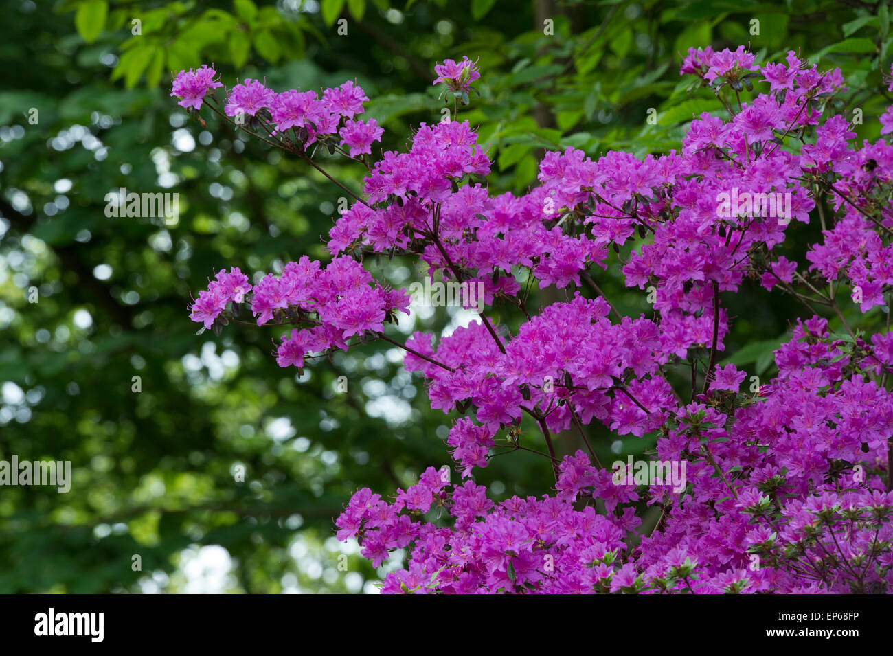 Rhododendron kiritsubo flowering at RHS Wisley Gardens, Surrey, England Stock Photo