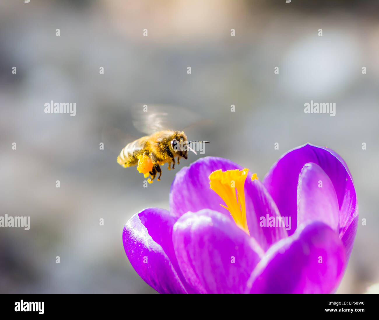 Honeybee flying to a purple crocus flower Stock Photo