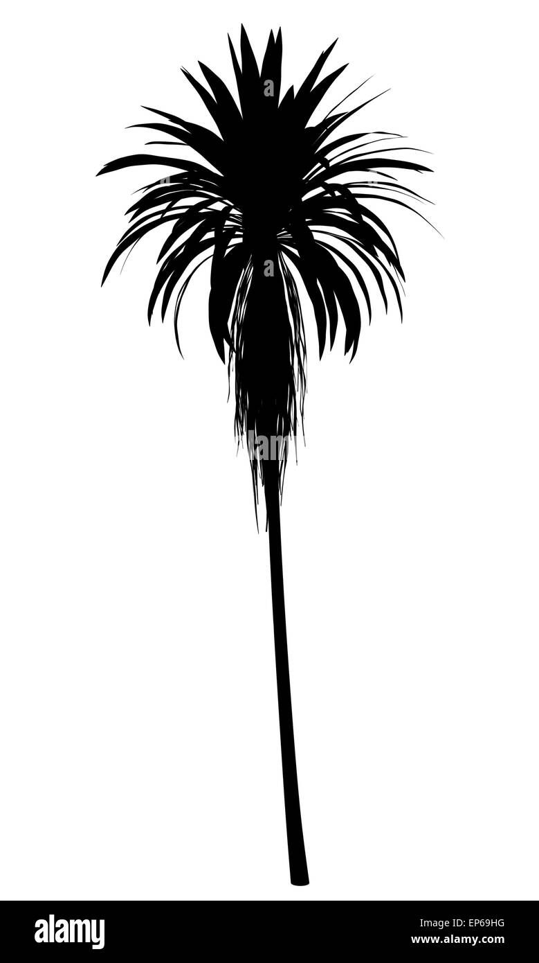 silhouette of mountain cabbage palm tree isolated Stock Photo
