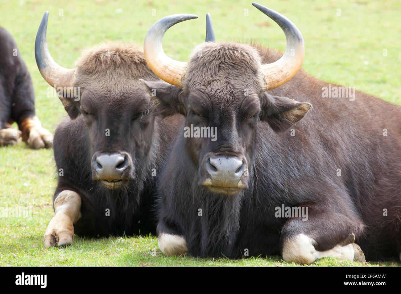 Two Indian Bison sitting in a field Stock Photo