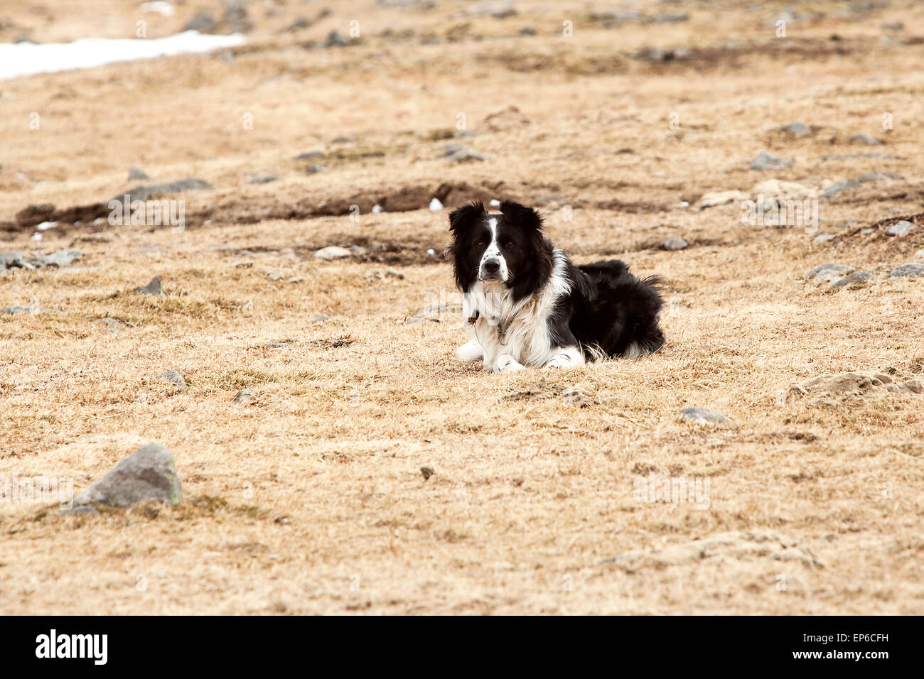 Portrait of an attentive and watchful border collie Stock Photo
