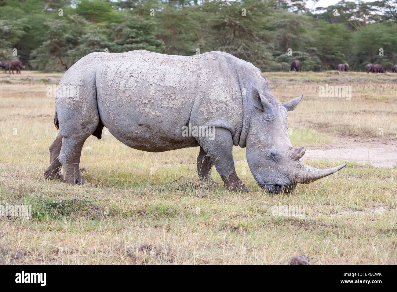 Safari - rhino Stock Photo - Alamy