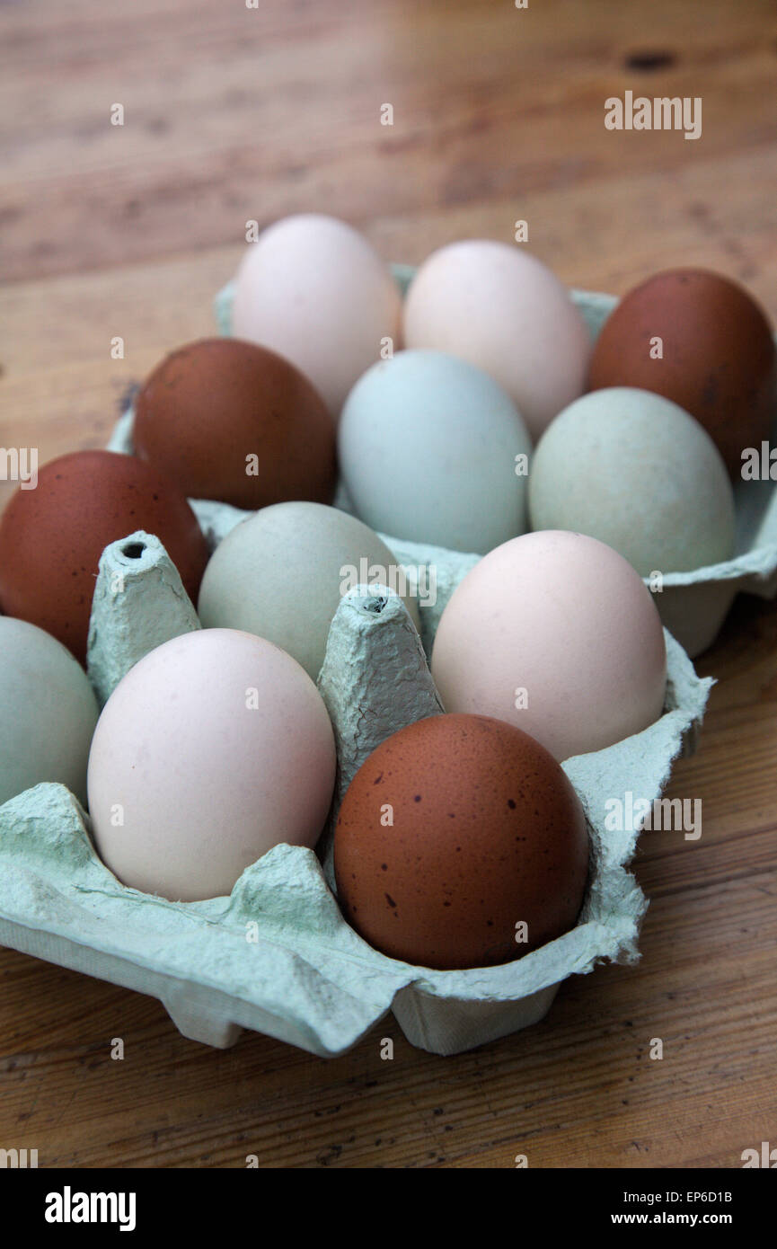 Chickens eggs - green - Cream legbar, Buff - Voerwerk and brown eggs from Copper Blue Maran Stock Photo