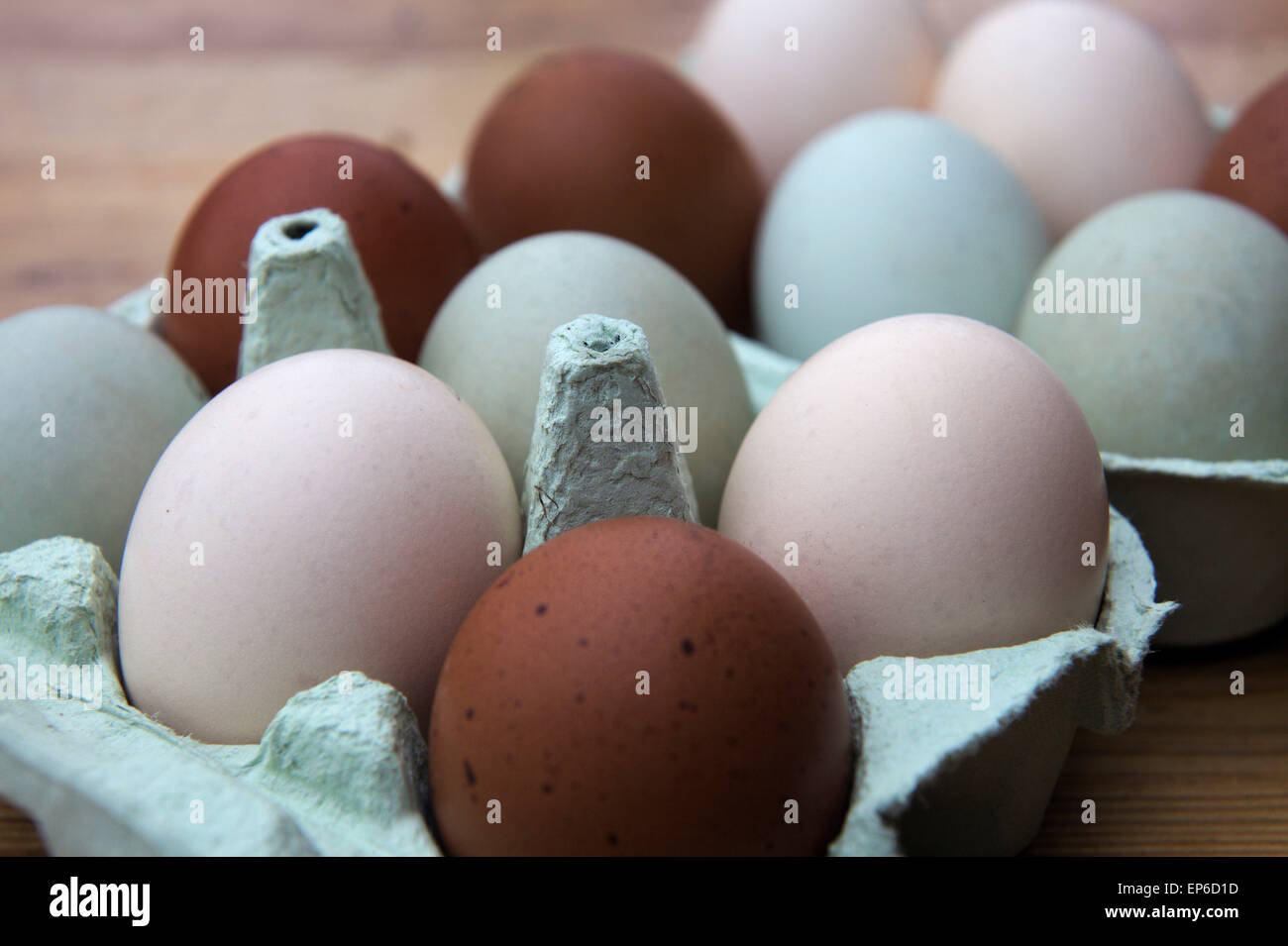 Chickens eggs - green - Cream legbar, Buff - Voerwerk and brown eggs from Copper Blue Maran Stock Photo