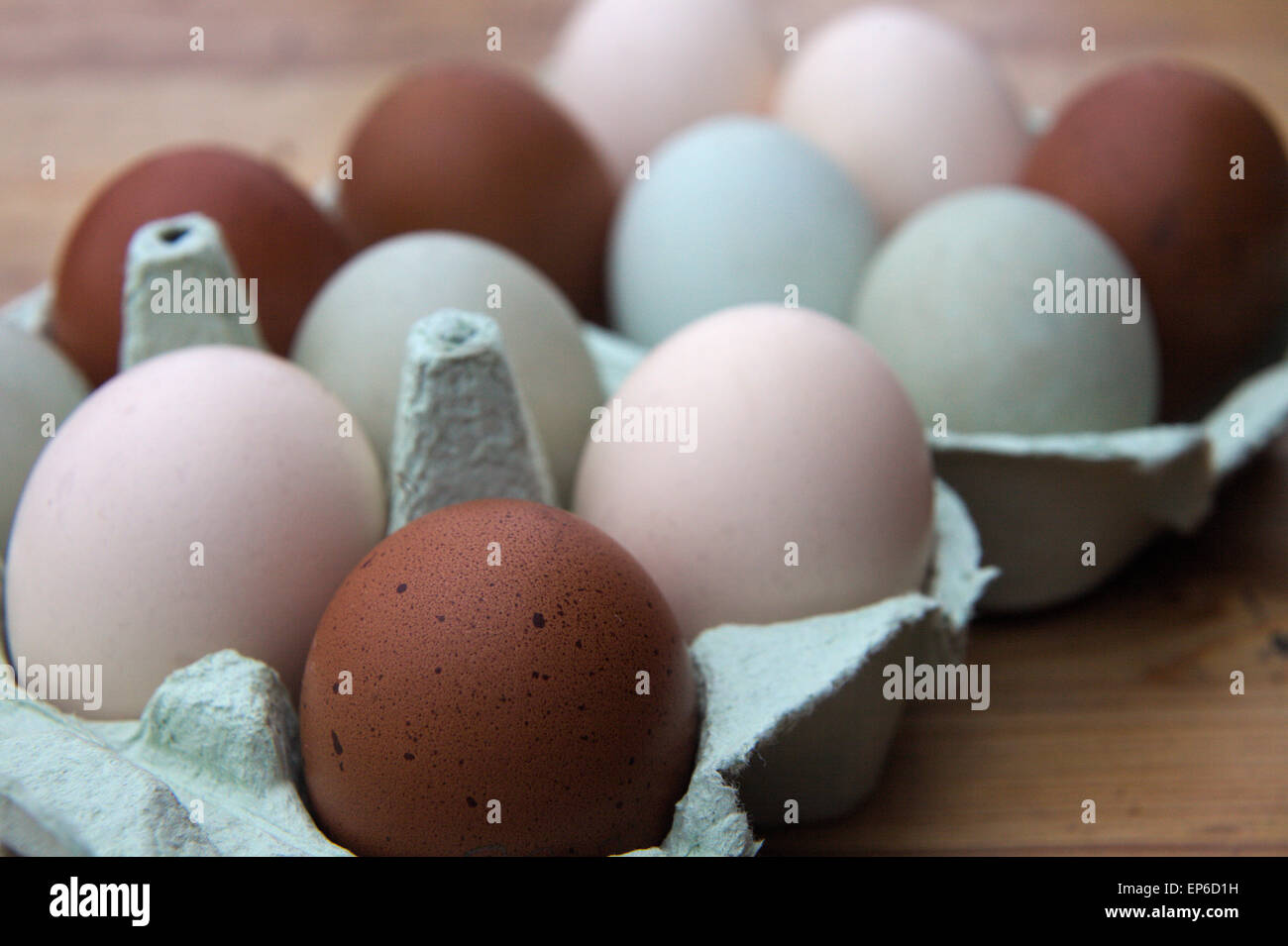 Chickens eggs - green - Cream legbar, Buff - Voerwerk and brown eggs from Copper Blue Maran Stock Photo