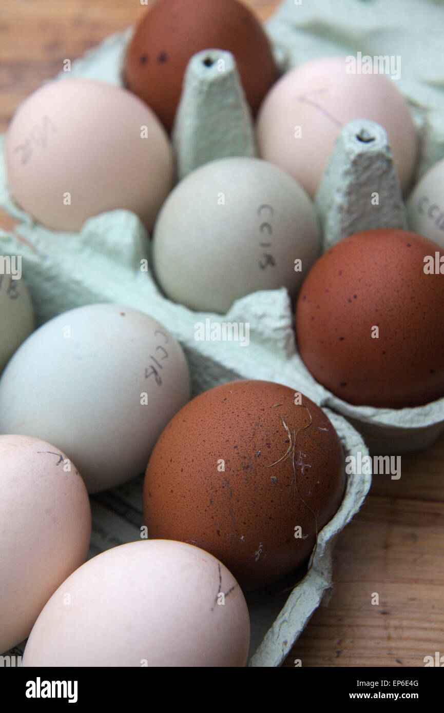 Chickens eggs - green - Cream legbar, Buff - Voerwerk and brown eggs from Copper Blue Maran - eggs marked prior to incubation Stock Photo