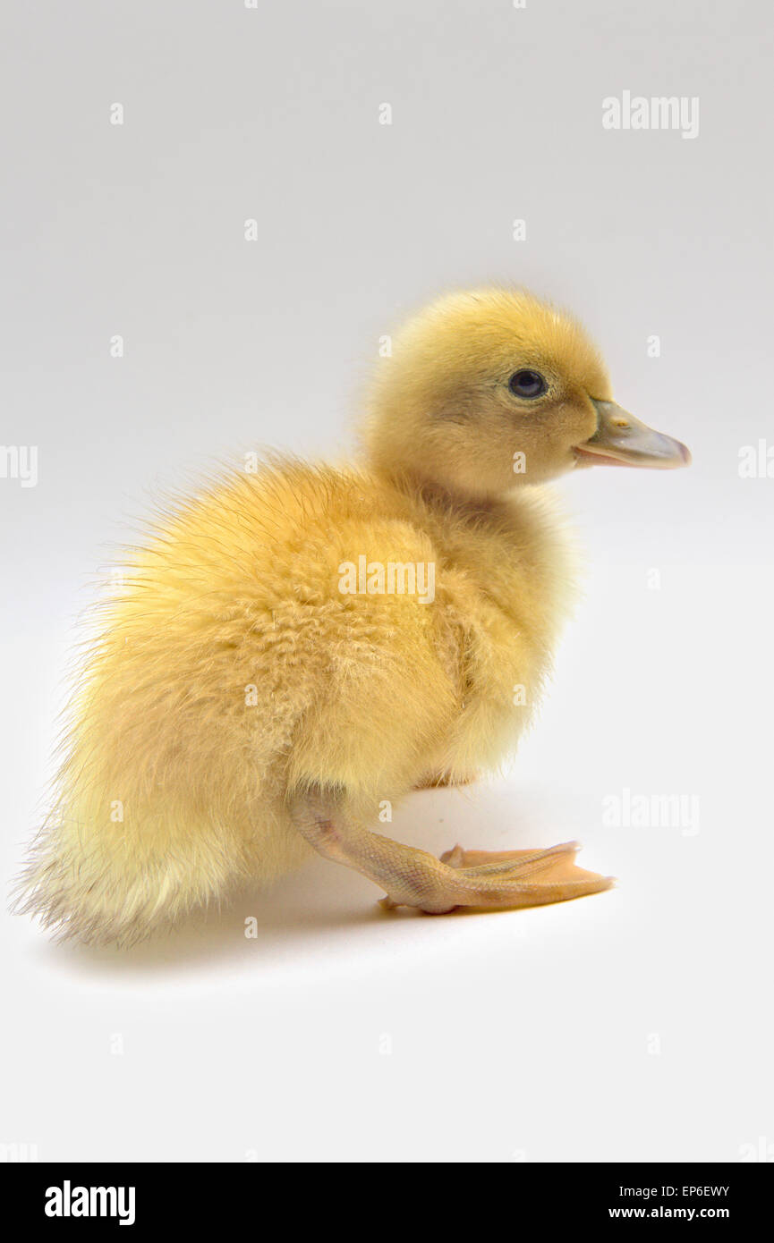 Blonde yellow day old Welsh Harlequin duckling white background Stock Photo