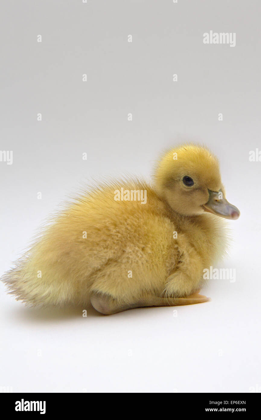 Blonde yellow day old Welsh Harlequin duckling white background Stock Photo