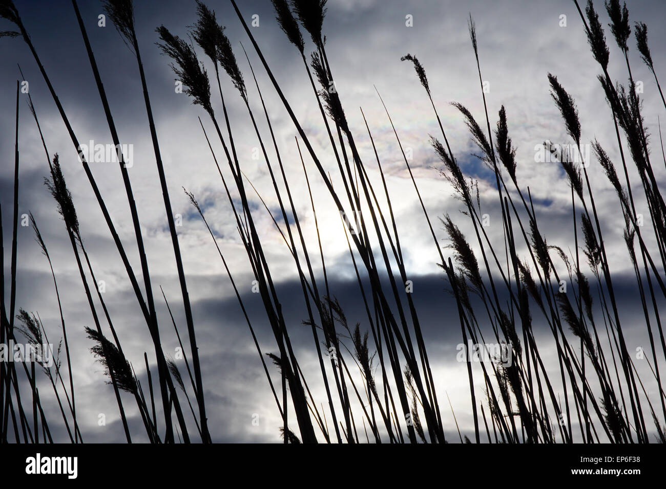 Reeds blowing in the wind Stock Photo Alamy