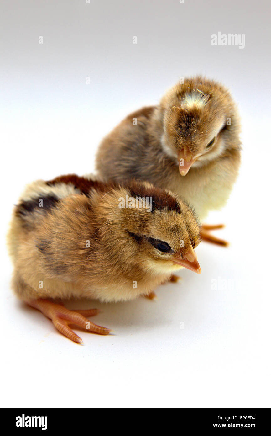 Male - with white spot on top of head - and female Cream Legbar day old chicks Stock Photo