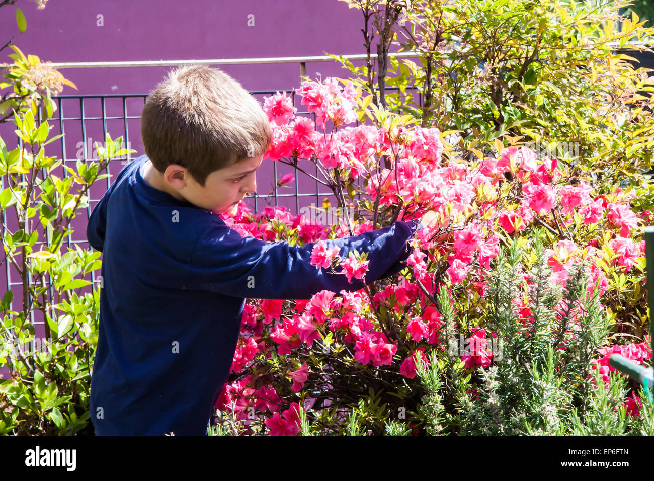child cleans bush of pink azaleas on the terrace Stock Photo