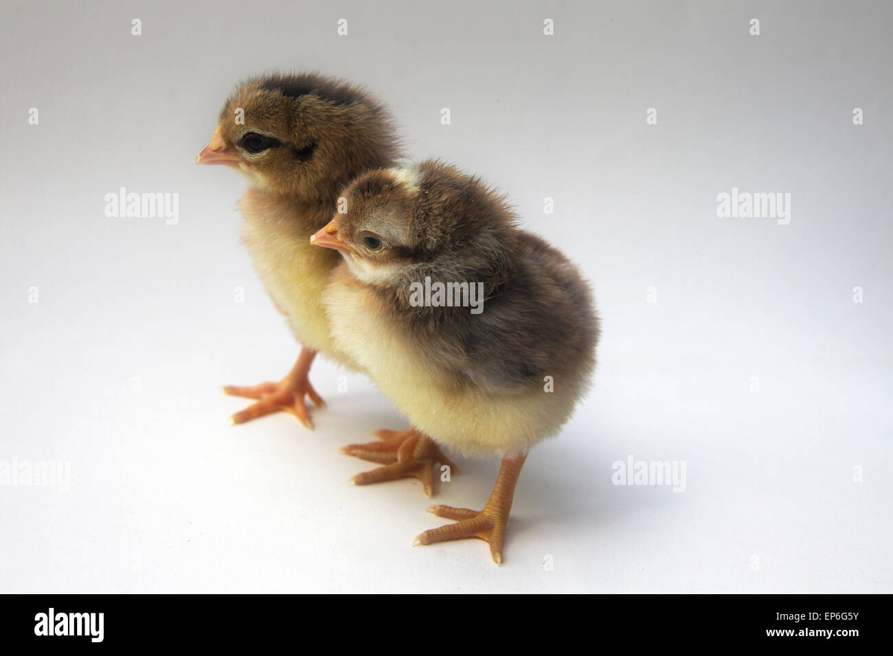 Male - with white spot on top of head - and female Cream Legbar day old chicks Stock Photo