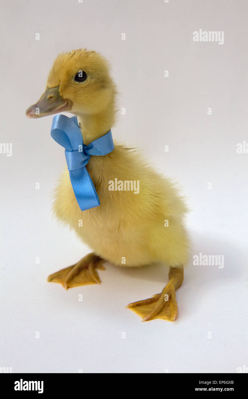 Blonde yellow duck duckling white background with blue ribbon and bow Stock Photo