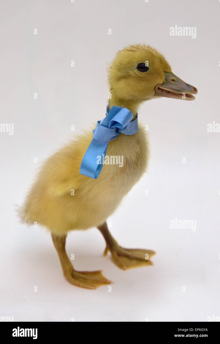 Blonde yellow day old duck duckling white background with blue ribbon and bow Stock Photo