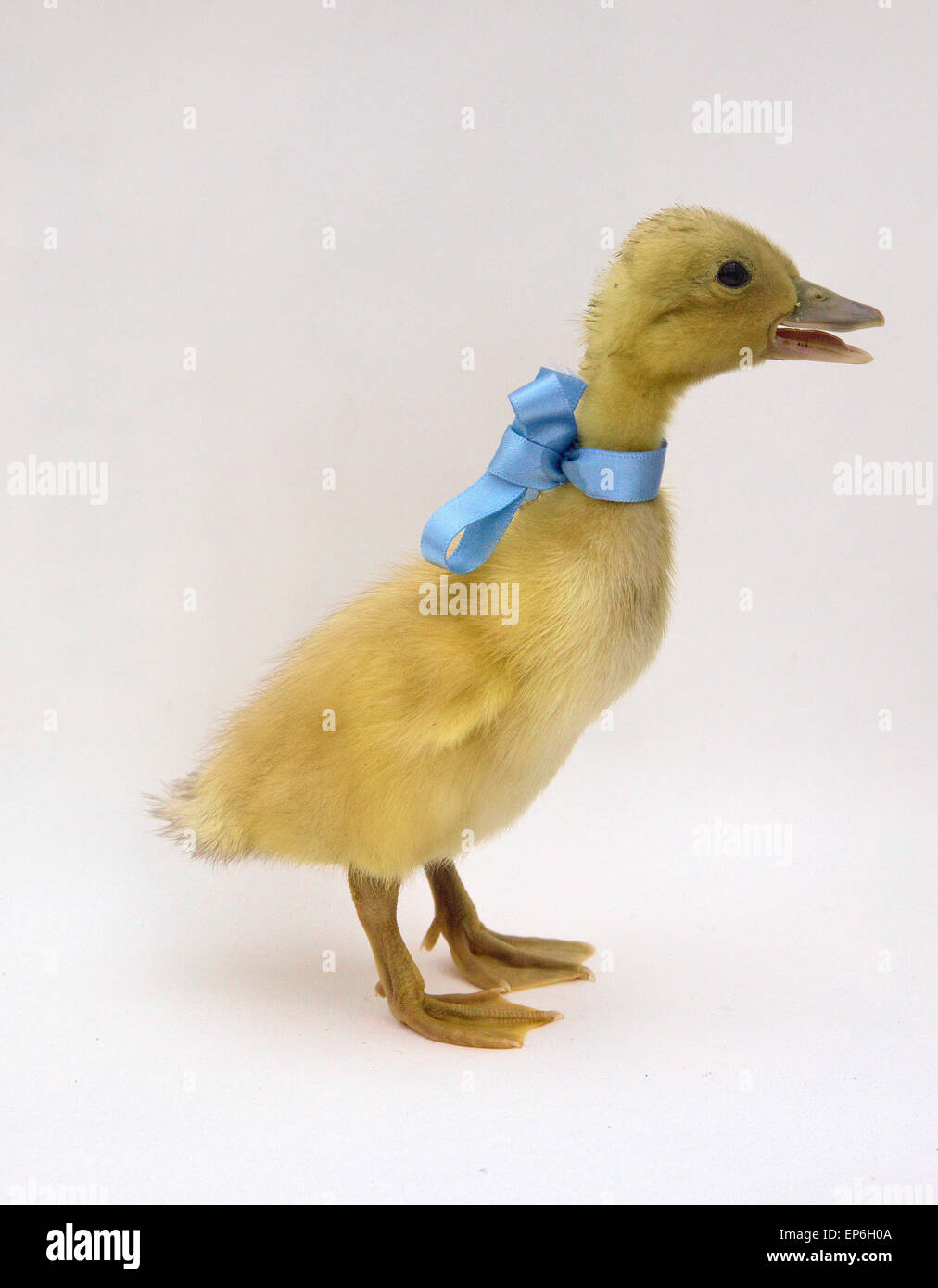Blonde yellow day old duck duckling white background with blue ribbon and bow Stock Photo