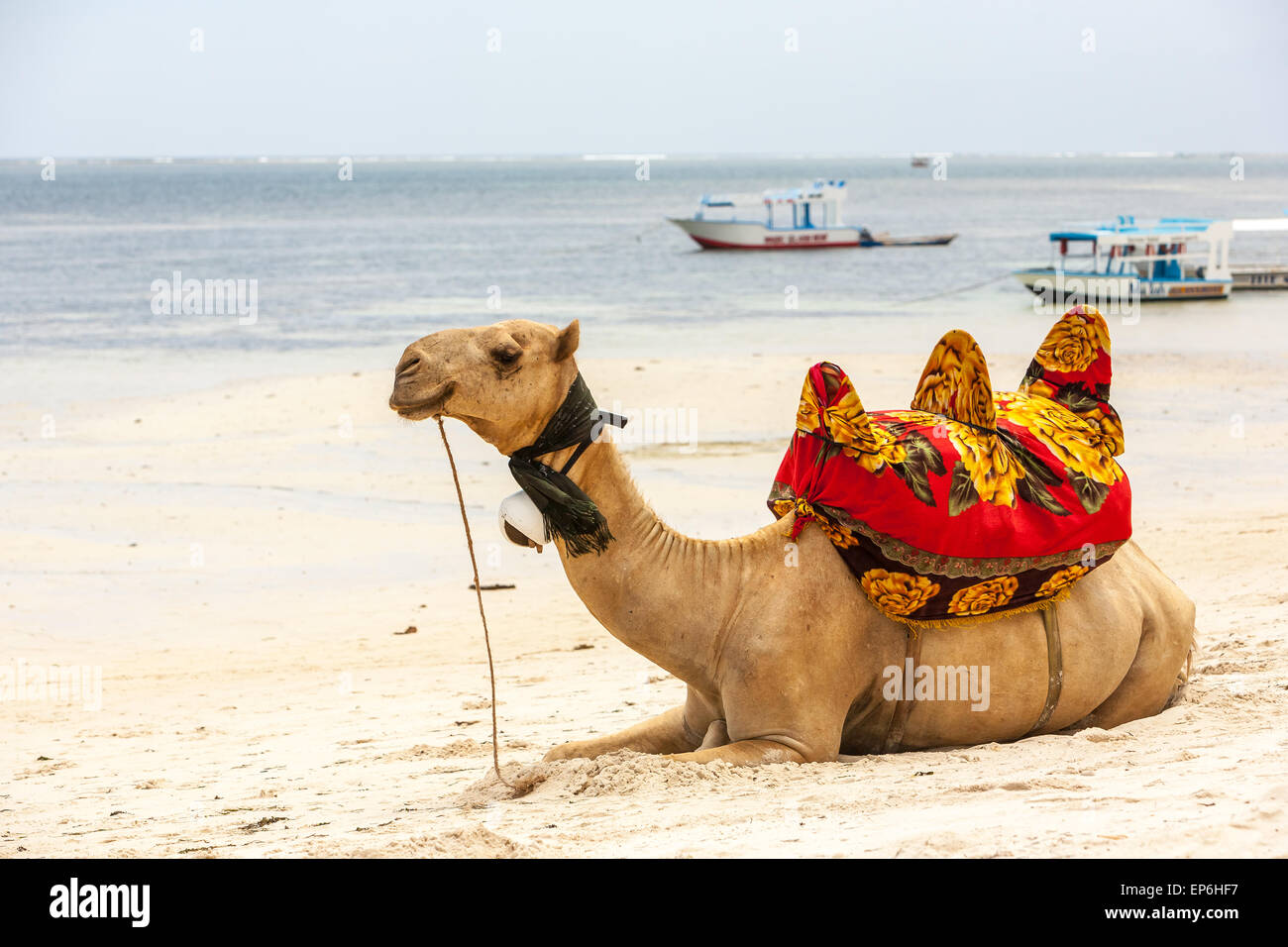 Camel lying on the sand Stock Photo Alamy